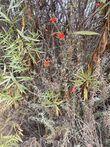 iNaturalist observation photo of California fuchsia