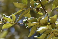 Quercus × dysophylla