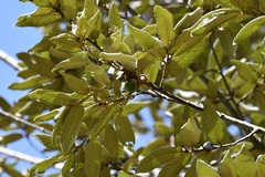 Quercus × dysophylla