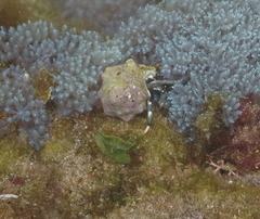 Calcinus laevimanus