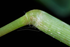 Digitaria bicornis