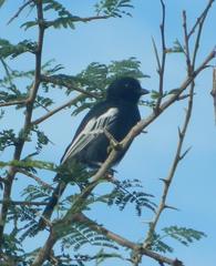 Melaniparus niger ravidus