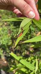 Oncopeltus fasciatus