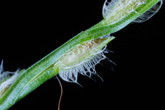 Digitaria bicornis