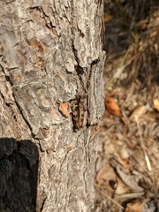 Melanoplus ponderosus