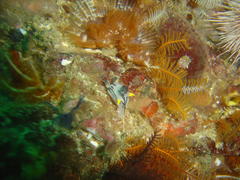 Polycera capensis