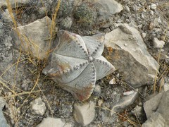 Astrophytum myriostigma