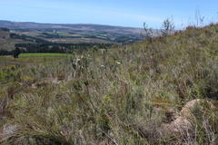 Erica viscaria pendula