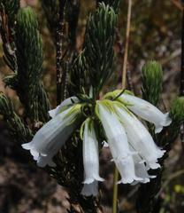 Erica viscaria pendula
