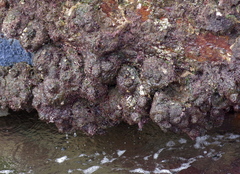 Pyura stolonifera