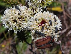 Trichostetha capensis