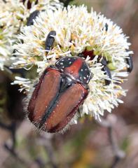 Trichostetha capensis
