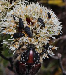 Trichostetha capensis
