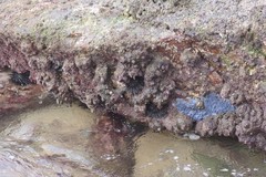 Pyura stolonifera