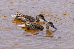 Anas bahamensis galapagensis