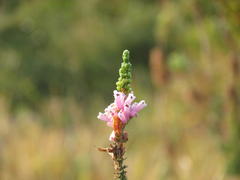 Erica verticillata