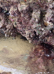 Pyura stolonifera