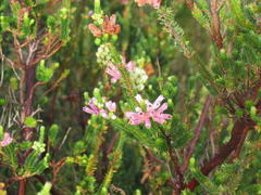 Erica verticillata
