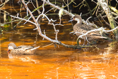 Anas bahamensis galapagensis