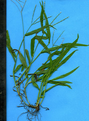 Digitaria bicornis