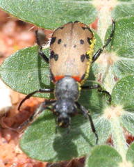 Hycleus transvaalicus