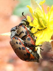 Hycleus transvaalicus