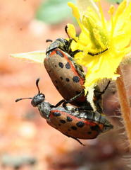 Hycleus transvaalicus