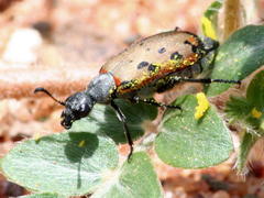 Hycleus transvaalicus