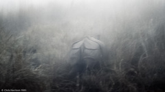 Rhinoceros unicornis