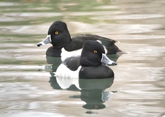 Aythya collaris