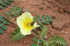 Hycleus transvaalicus