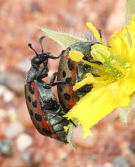 Hycleus transvaalicus