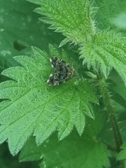 Anthophila fabriciana