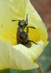 Hycleus transvaalicus