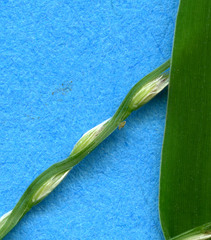 Digitaria bicornis