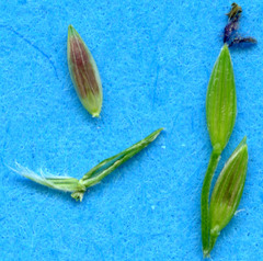 Digitaria bicornis