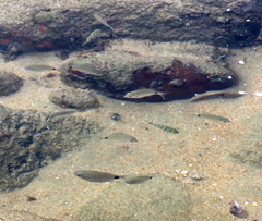 Diplodus capensis