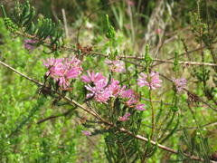 Erica verticillata