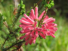 Erica verticillata