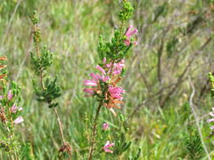 Erica verticillata