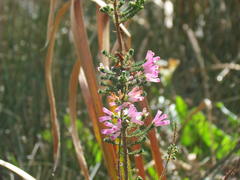 Erica verticillata