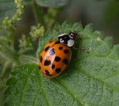 Harmonia axyridis