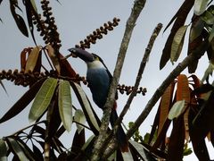 Andigena nigrirostris