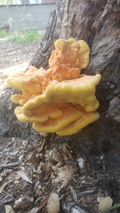 Laetiporus gilbertsonii