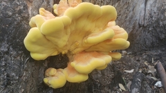 Laetiporus gilbertsonii