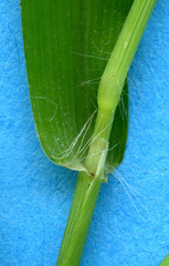 Digitaria bicornis