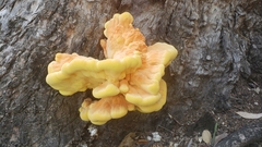 Laetiporus gilbertsonii