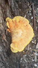 Laetiporus gilbertsonii