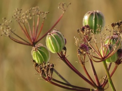 Prangos ferulacea