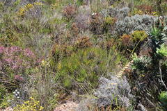 Protea subulifolia